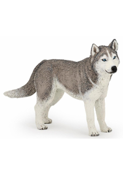 Husky syberyjski