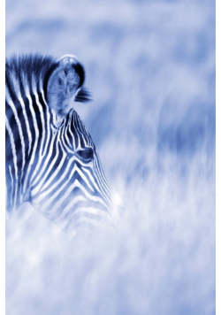 Alive! zebra stripes - Blue duotone - Photo Art Notebooks (6 x 9 series)
