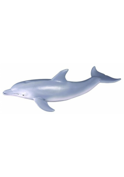 Delfin butlonosy