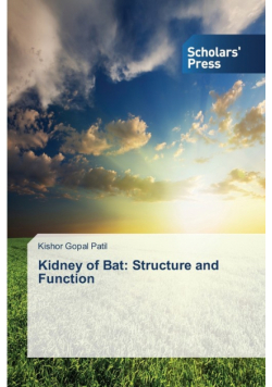 Kidney of Bat