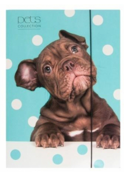 Teczka A4 z gumką Pets-16