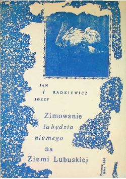 Zimowanie łabędzia niemego na Ziemi Lubuskiej