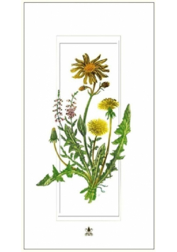 Karnet 12x23cm + koperta Mlecze