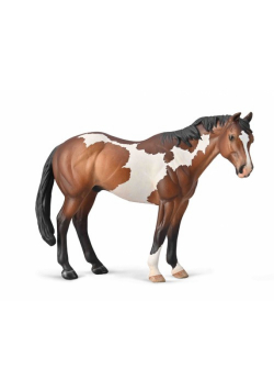 Appaloosa Ogier maści Bay Overo