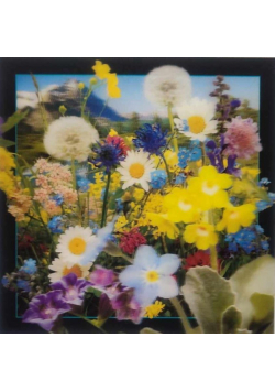 Pocztówka 3D - Kwiaty polne