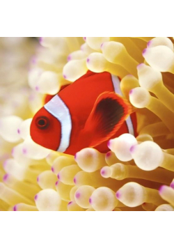 Karnet kwadrat z kopertą Clownfish in sea anemone