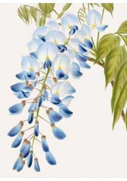 Karnet B6 z kopertą Wisteria