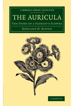 The Auricula