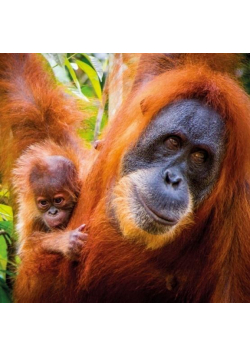 Karnet kwadrat z kopertą Sumatran Orangutan and Ba