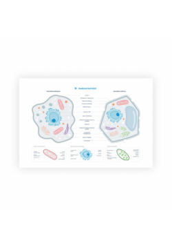 Plakat schemat budowy komórki zwierzęcej i roślinnej format A2