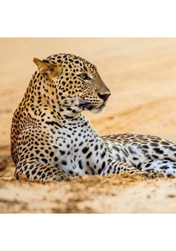 Karnet kwadrat z kopertą Leopard in sand