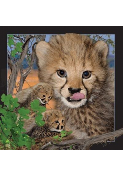 Pocztówka 3D Gepard