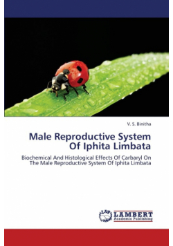 Male Reproductive System Of Iphita Limbata