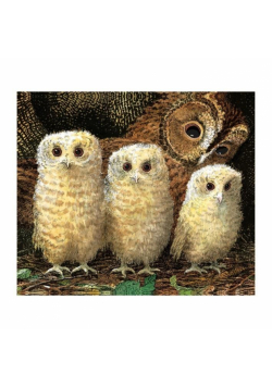 Karnet kwadrat z kopertą Owl Babies