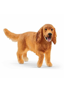 Angielski Cocker Spaniel