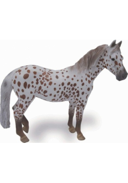 Klacz British Spotted Pony maści kasztan Leopard XL