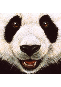 Karnet kwadrat z kopertą Panda