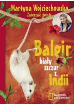 Balgir biały szczur z Indii wersja kieszonkowa
