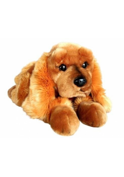 Spaniel 62cm