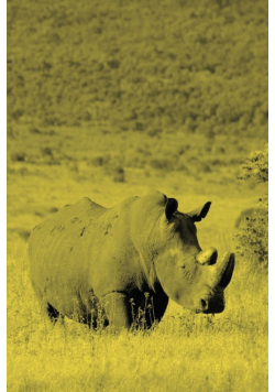 Alive! white rhino - Yellow duotone - Photo Art Notebooks (6 x 9 version)
