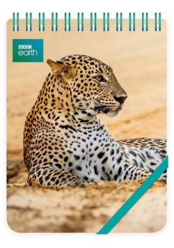 Kołonotes ozdobny Leopard in sand