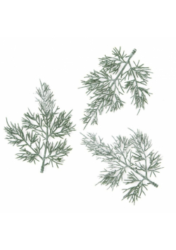 Gałązki tuji 13cm 3szt