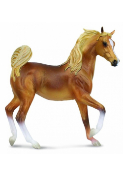 Klacz rasy arabskiej maści golden chestnut