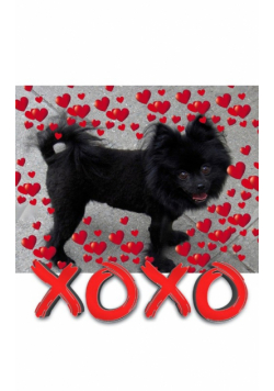 Valentine's  all Love xoxo Pomeranian creative   blank journal