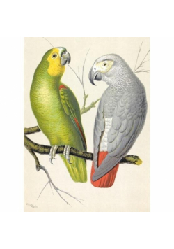 Karnet B6 z kopertą Amazon and Grey Parrots