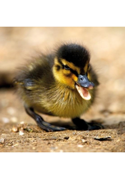 Karnet kwadrat z kopertą Mallard Duckiling