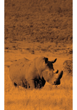 Alive! white rhino - Sepia - Photo Art Notebooks (5 x 8 series)