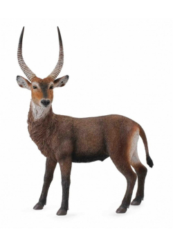 Antylopa Waterbuck