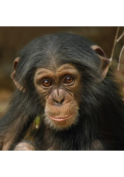 Karnet kwadrat z kopertą Baby Chimp