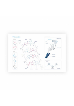 Plakat budowa DNA format A2