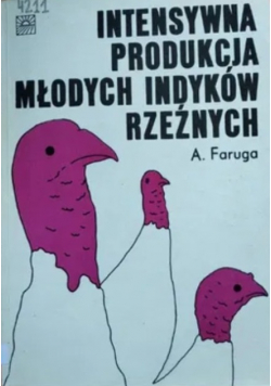 Intensywna produkcja młodych indyków rzeźnych
