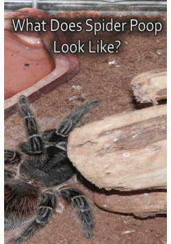 What Does Spider Poop Look Like?