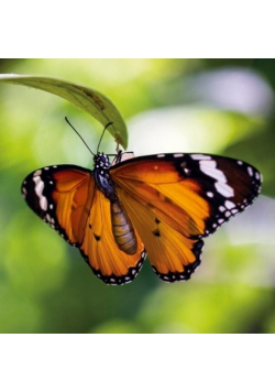 Karnet kwadrat z kopertą Tiger Butterfly