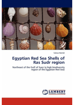 Egyptian Red Sea Shells of Ras Sudr region
