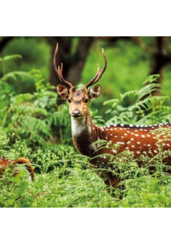 Karnet kwadrat z kopertą A Chital Deer