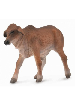 Cielę czerwony brahman S
